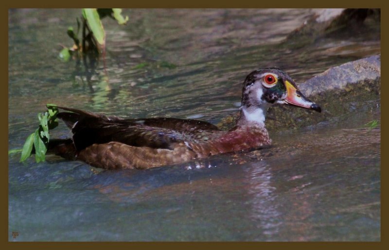 wood duck 7-16-14-791c2b.JPG