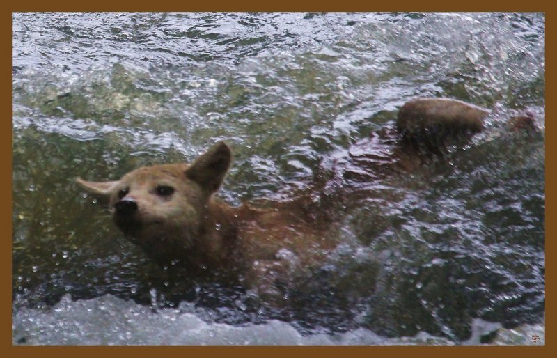 coyote-7-20-14-877c2b.JPG