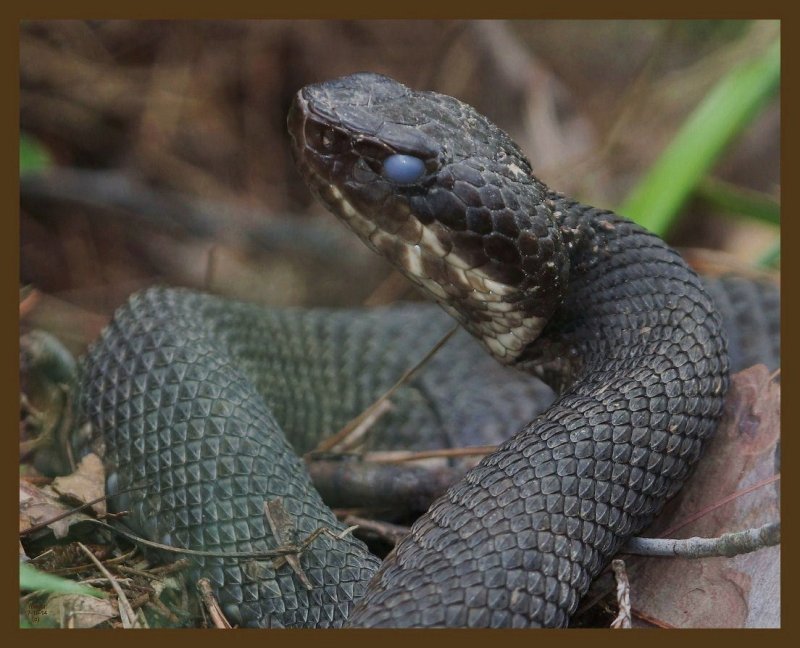 cottonmouth-7-19-14-752b.JPG