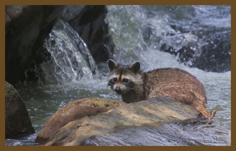 raccoon 7-23-14-742c2b.JPG