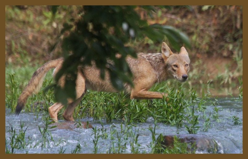 coyote-7-19-14-513c2b.JPG