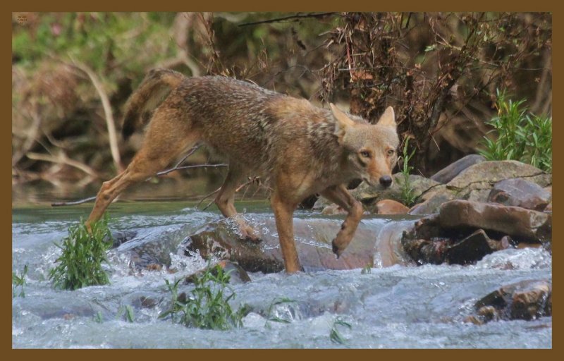 coyote-7-19-14-494c2b.JPG