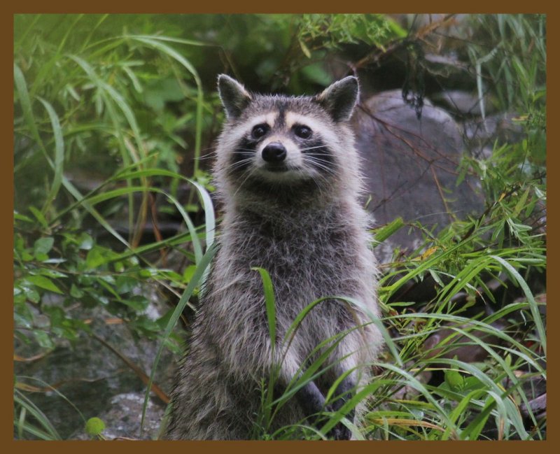 raccoon 7-18-14-406b.JPG