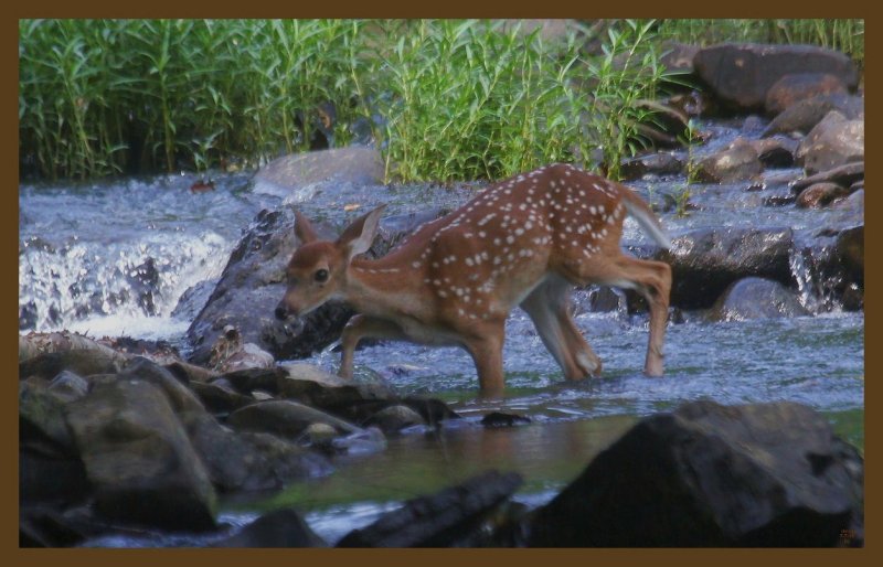 fawn-7-7-14-771c2b.JPG