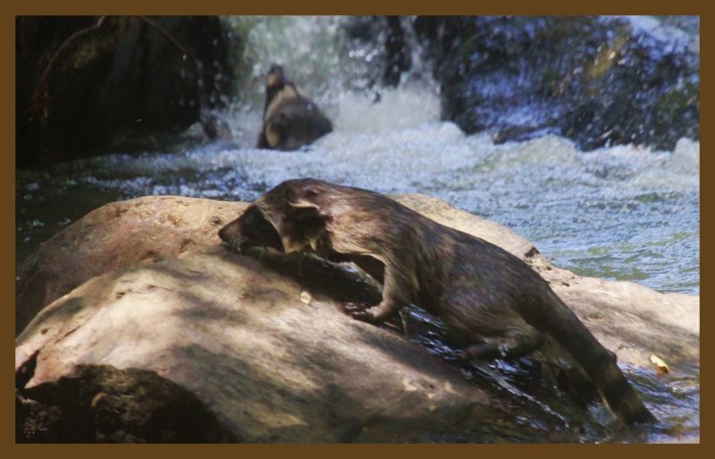 raccoon 7-29-14-271c2b.JPG