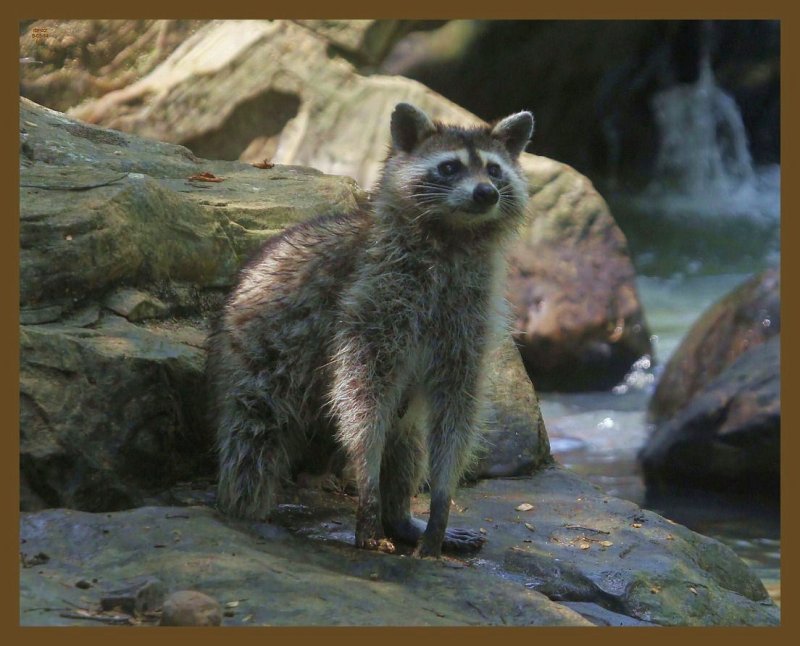 raccoon 8-3-14-186b.JPG