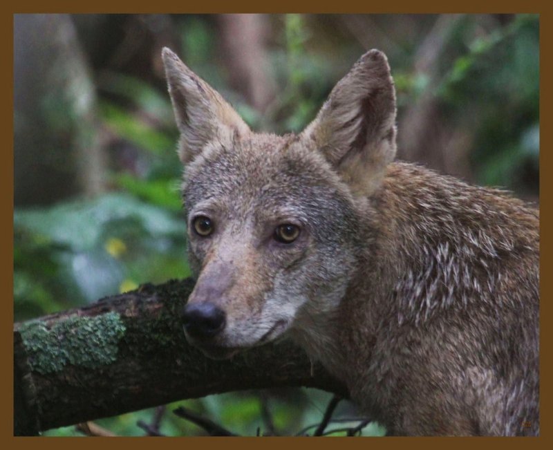 coyote-8-7-14-898b.JPG