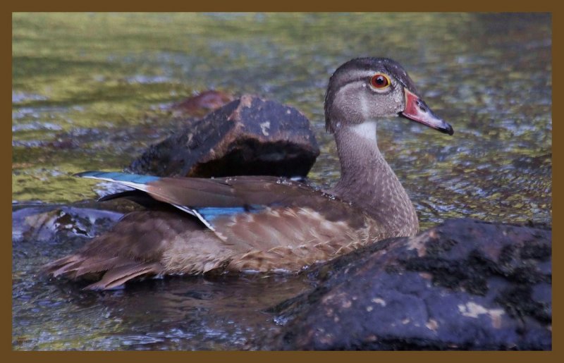 wood duck 8-6-14-529c2b.JPG