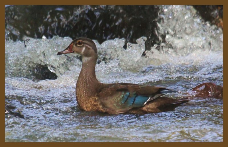 wood duck 8-6-14-604c2b.JPG