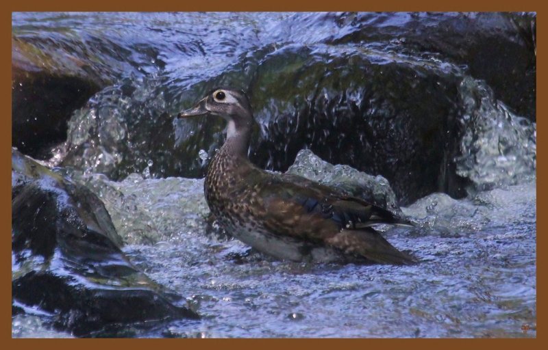 wood duck 8-8-14-036c2b.JPG