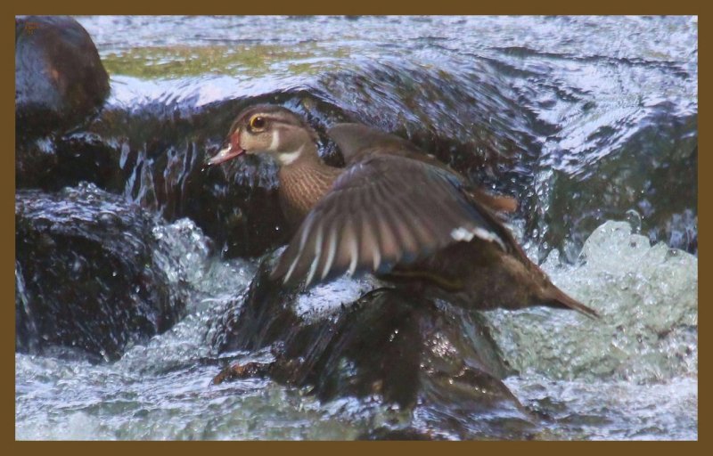 wood duck 8-6-14-593c2b.JPG