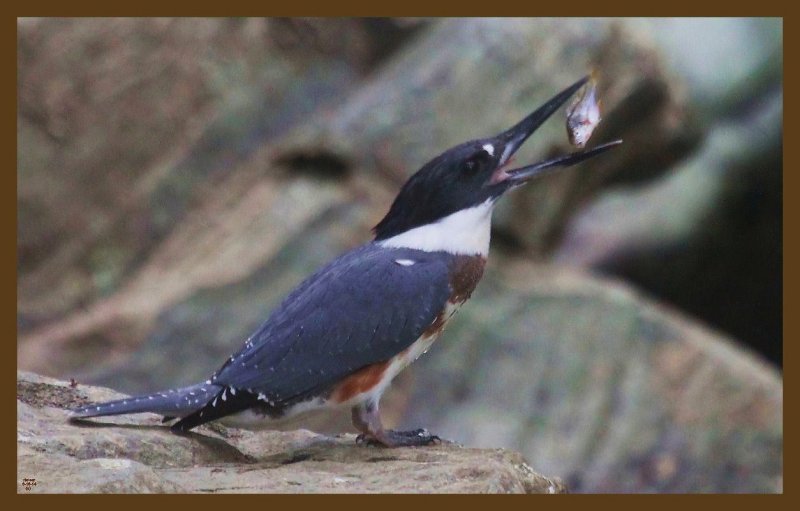 belted kingfisher-8-16-14-326c2b.JPG