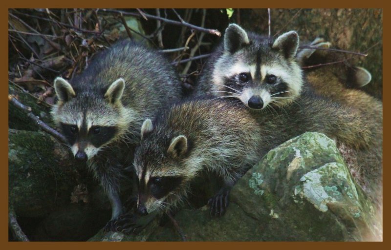 raccoons 8-8-14-136c2b.JPG