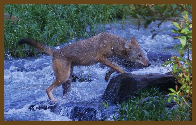 coyote-8-19-14-160c2b.JPG