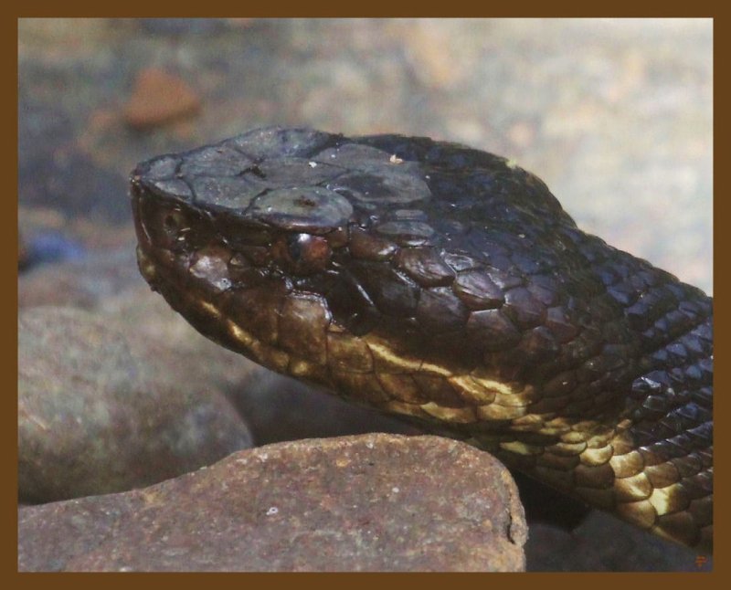 cottonmouth 8-20-14-134b.JPG