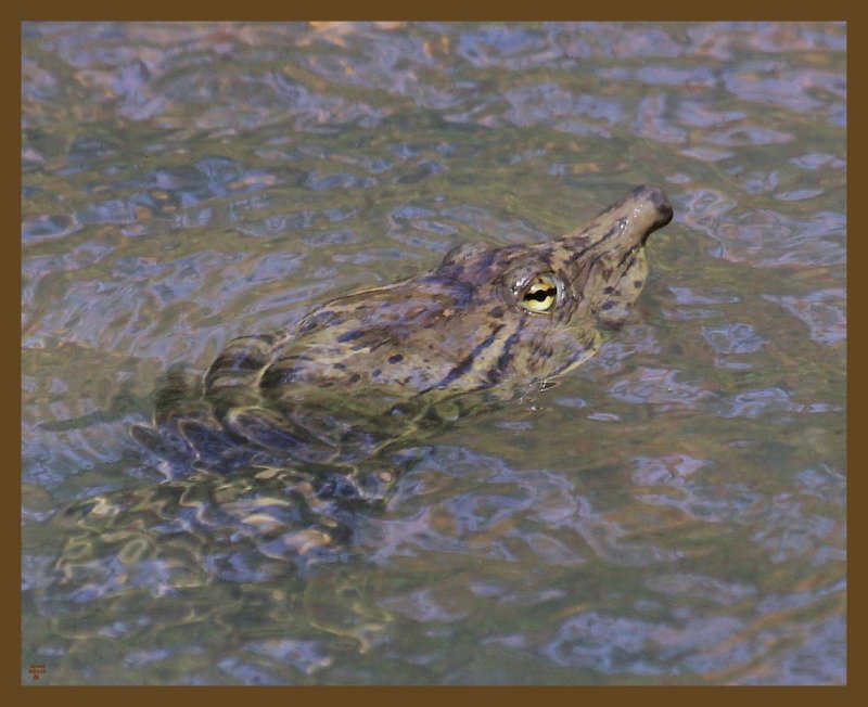 spiny softshell 8-21-14-507b.JPG