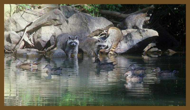 raccoons-wood ducks 8-25-14-221c2b.JPG