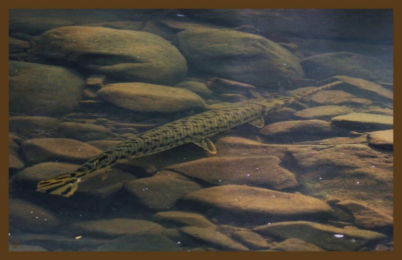 spotted gar 9-3-14-514c2b.JPG