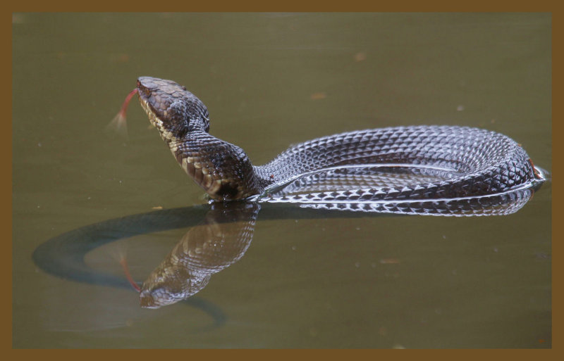 cottonmouth 9-7-14-048c2b.JPG