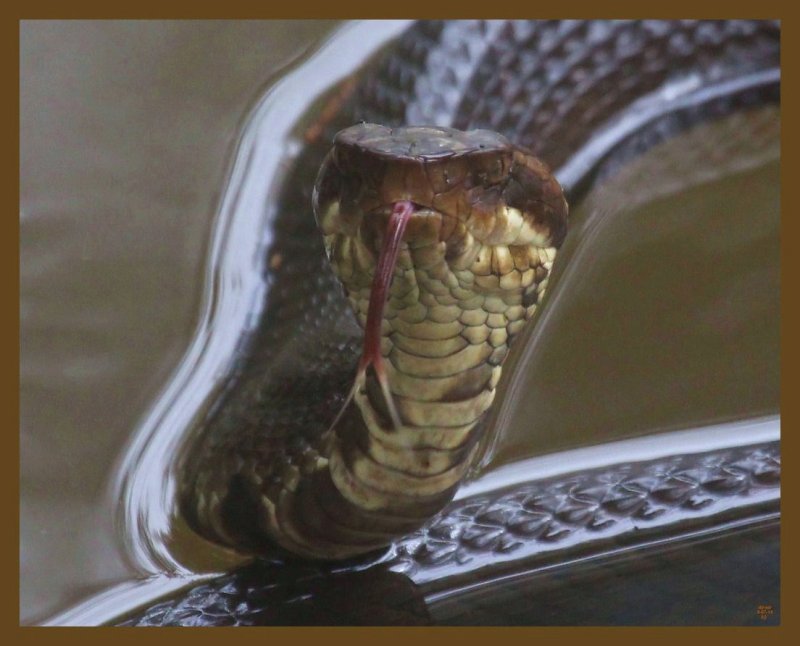 cottonmouth 9-7-14-020b.JPG