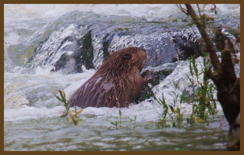 beaver 9-17-14-806c2b.JPG