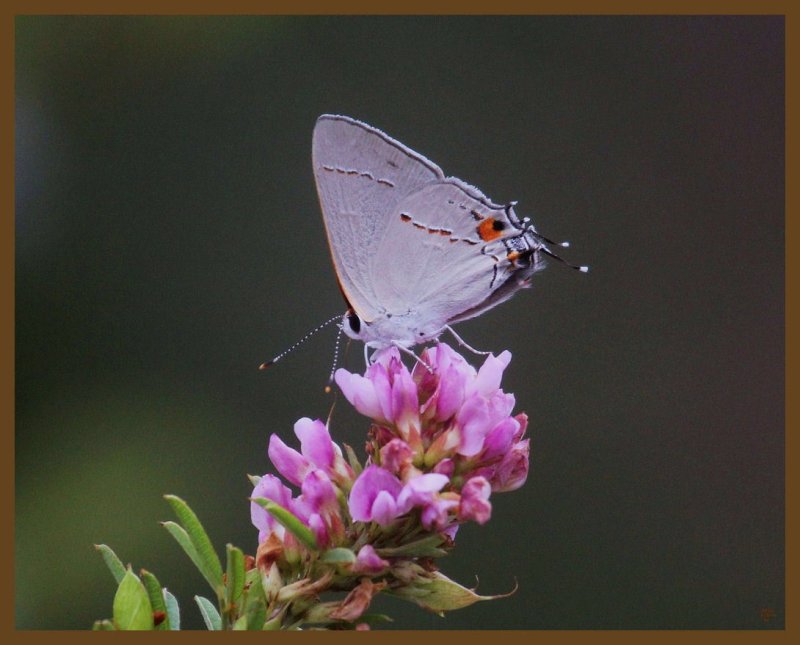 gray hairstreak 9-15-14-617b.JPG