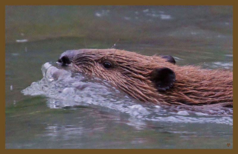 beaver 9-15-14-539c2b.JPG