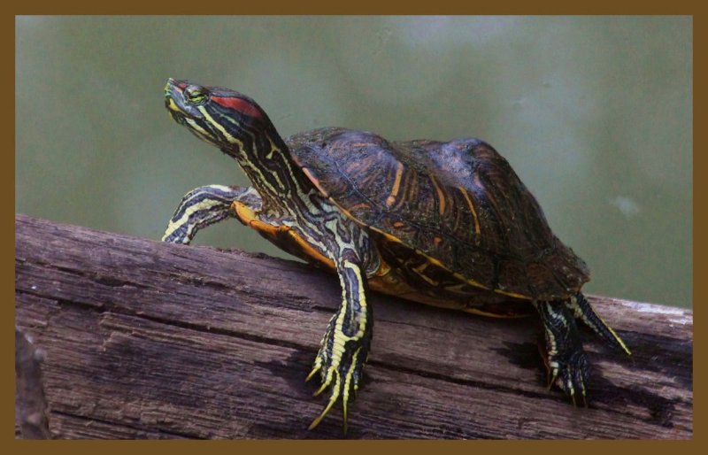 red-eared slider 9-30-14-977c2b.JPG