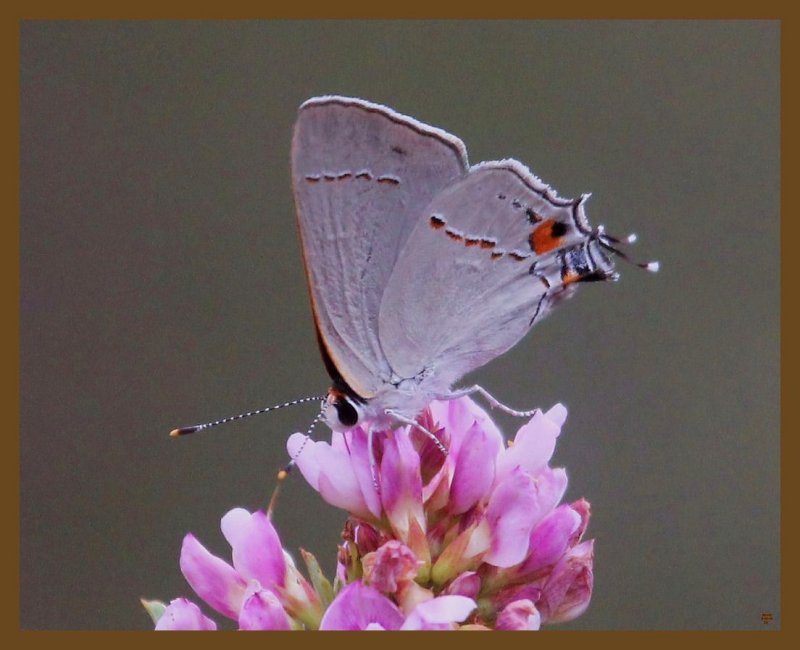 gray hairstreak 9-15-14-619b.JPG