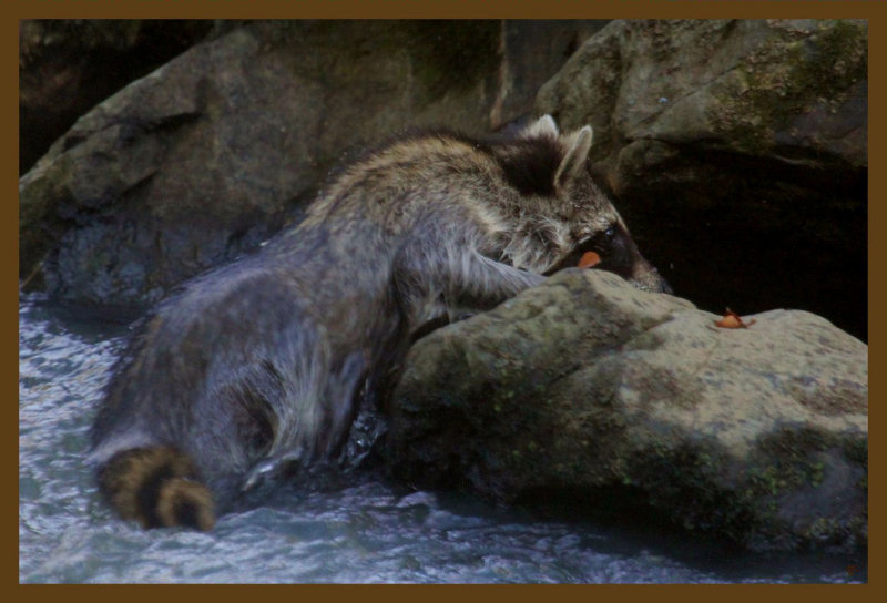 raccoon 10-22-14-748c2b.JPG