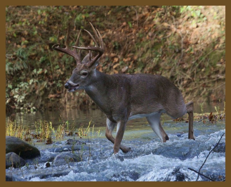 deer 10-29-14-337b.JPG