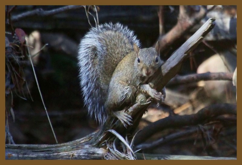 gray squirrel 11-6-14-772c2b.JPG