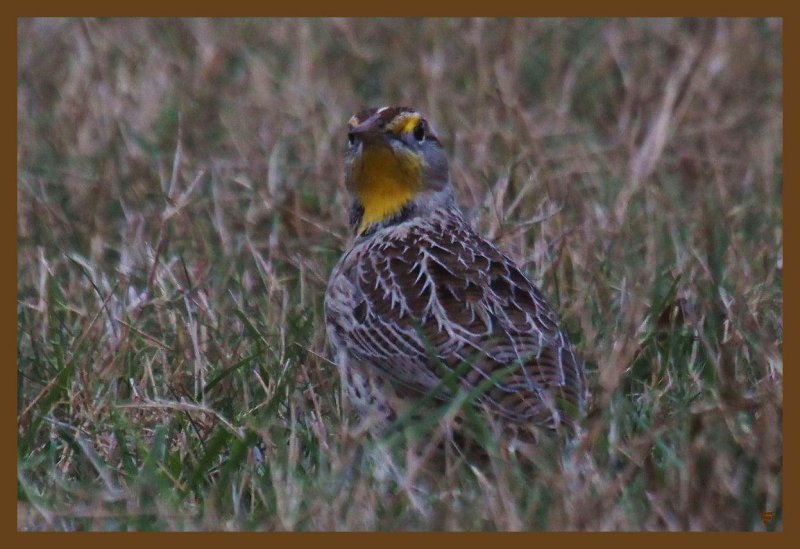 meadowlark 11-3-14-633c2b.JPG