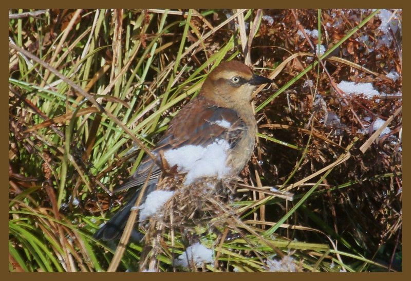 rusty blackbird 11-17-14-159c2b.JPG