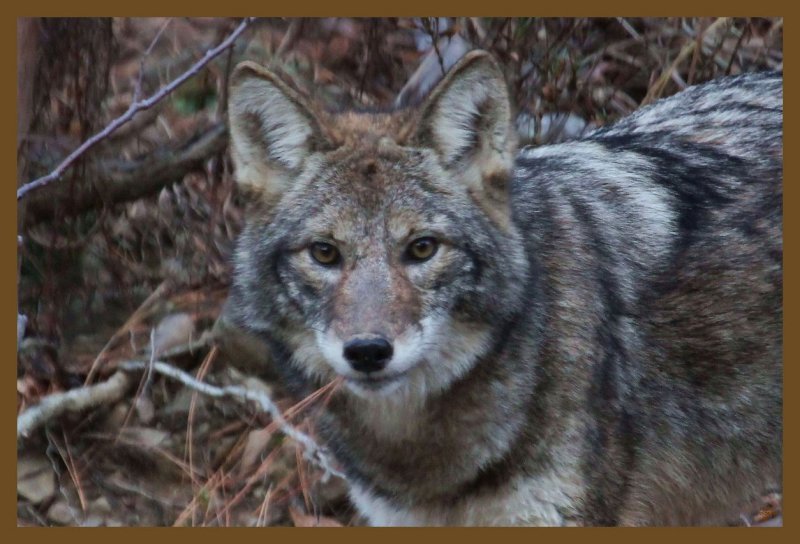 coyote 11-26-14-685c2b.JPG