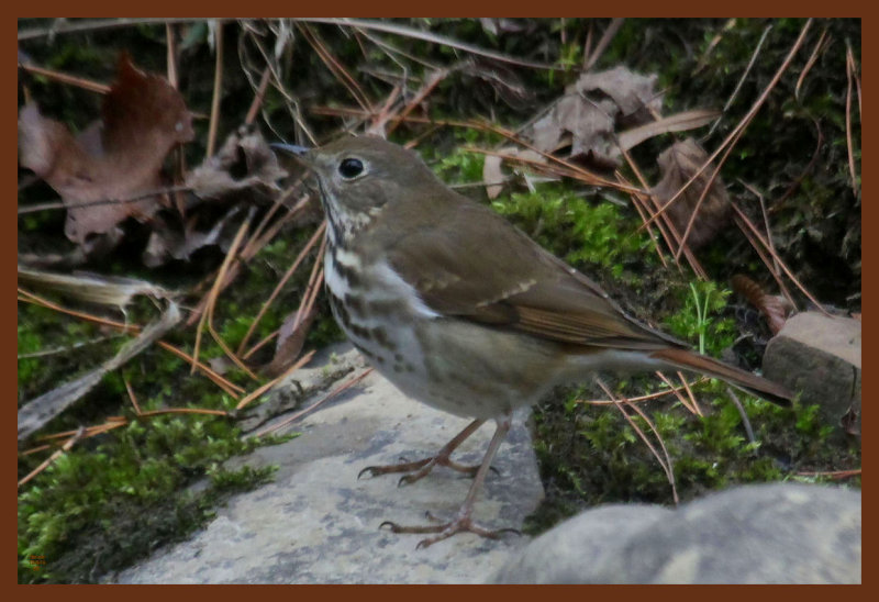 hermit thrush 12-8-14-315b.JPG