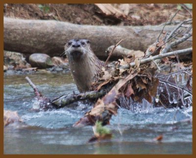 river otter-1-23-14-338b.JPG