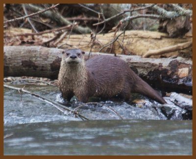 river otter-1-23-14-335b.JPG