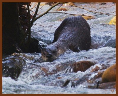 river otter-1-14-14-215b.JPG