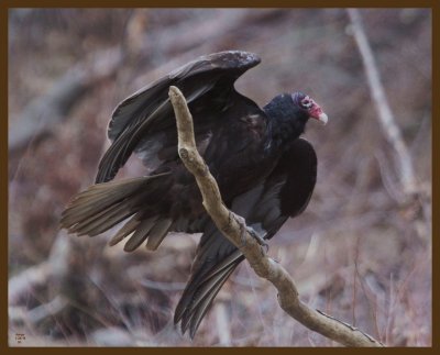 turkey vulture-1-23-14-105b.JPG