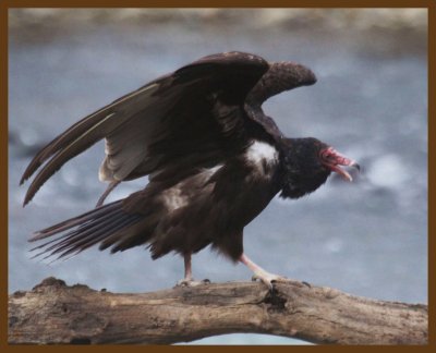 turkey vulture-1-23-14-873b.JPG