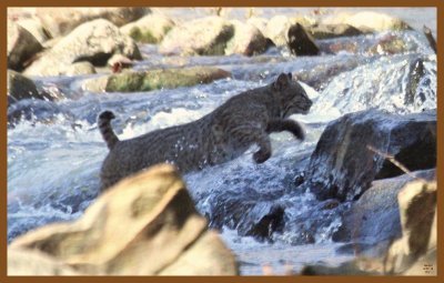 bob-kitty-2-27-14-429c2b.JPG