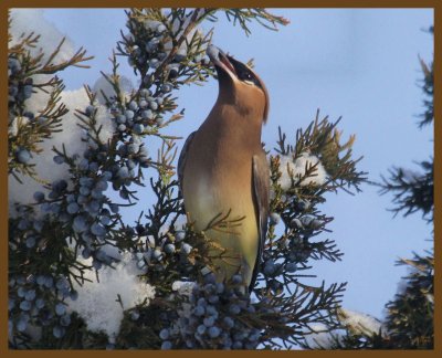 cedar waxwing-2-8-14-285b.JPG