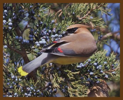 cedar waxwing-2-17-14-156b.JPG