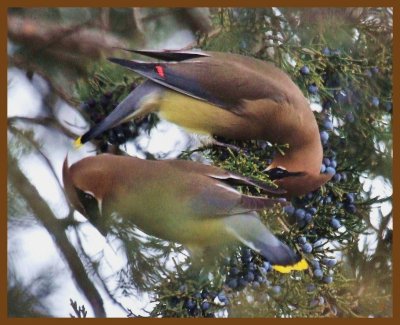 cedar waxwings-2-17-14-031b.JPG