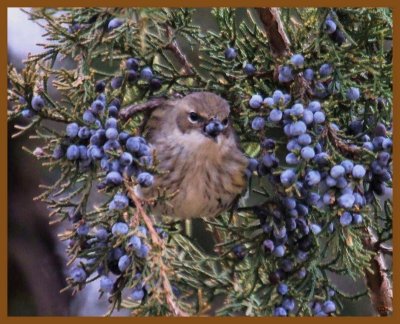 yellow-rumped warbler-2-9-14-060b.JPG