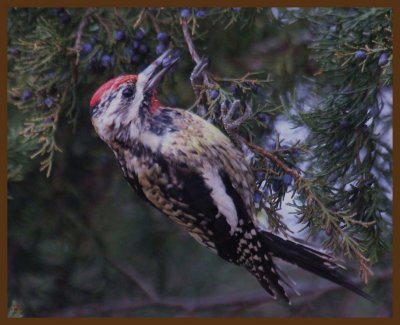 yellow-bellied sapsucker-2-10-14-963b.JPG