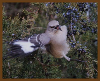 northern mockingbird-2-10-14-343b.JPG