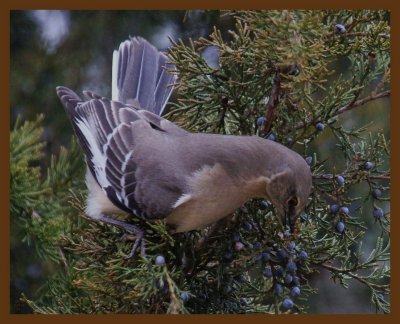 northern mockingbird-2-10-14-744b.JPG