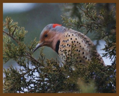 northern flicker-2-9-14-476b.JPG